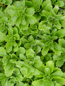 Sedum selskianum